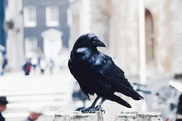Ravens at the tower of London.
